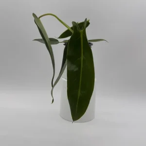Rare Philodendron Spiritus Sancti Live Plant – 4 inch Pot – Exotic Indoor Plant - Image 1