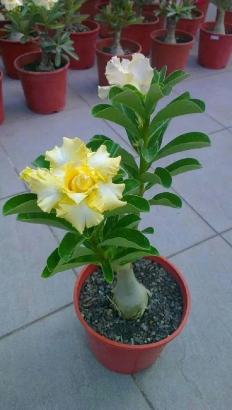 Rare Yellow White Desert Rose Seeds - Adenium Obesum Perennial Flowers - 250 Seeds - Image 3