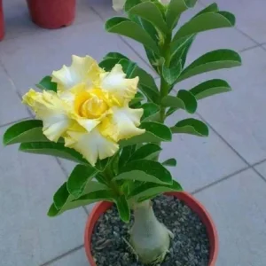 Rare Yellow White Desert Rose Seeds - Adenium Obesum Perennial Flowers - 250 Seeds - Image 6