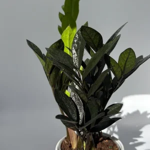 Raven ZZ Plant - Black Foliage Tropical Houseplant - Live Plant - 5