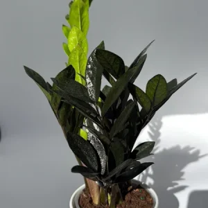Raven ZZ Plant - Black Foliage Tropical Houseplant - Live Plant - 5" Pot - Image 2
