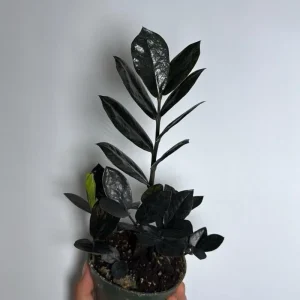 Raven ZZ Plant - Black Foliage Tropical Houseplant - Live Plant - 5