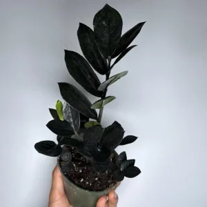 Raven ZZ Plant - Black Foliage Tropical Houseplant - Live Plant - 5