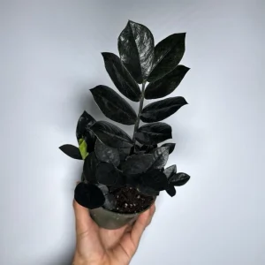 Raven ZZ Plant - Black Foliage Tropical Houseplant - Live Plant - 5