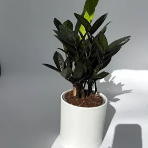 Raven ZZ Plant - Black Foliage Tropical Houseplant - Live Plant - 5