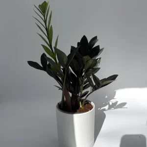 Raven ZZ Plant - Black Foliage Tropical Houseplant - Live Plant - 5