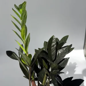 Raven ZZ Plant - Black Foliage Tropical Houseplant - Live Plant - 5