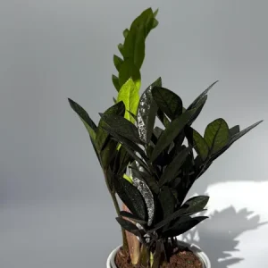 Raven ZZ Plant - Black Foliage Tropical Houseplant - Live Plant - 5