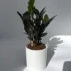 Raven ZZ Plant - Black Foliage Tropical Houseplant - Live Plant - 5" Pot - Image 1