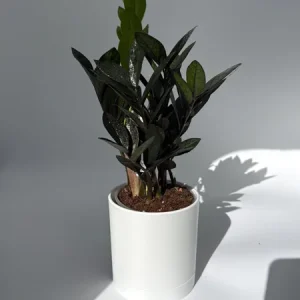 Raven ZZ Plant - Black Foliage Tropical Houseplant - Live Plant - 5" Pot - Image 1