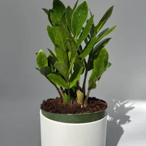 Raven ZZ Plant Live Plant – 5