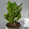 Raven ZZ Plant Live Plant – 5" Pot – Black Foliage – Easy Care Indoor Houseplant - Image 1