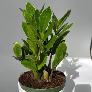Raven ZZ Plant Live Plant – 5" Pot – Black Foliage – Easy Care Indoor Houseplant - Image 1