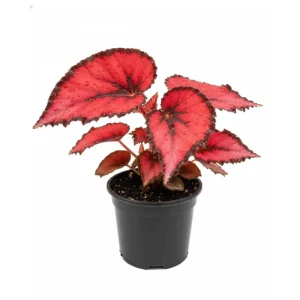 Red Begonia Live Plant 4-7 Inch - Colorful Foliage Houseplant Indoor - Image 1