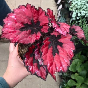 Red Begonia Live Plant 4-7 Inch - Colorful Foliage Houseplant Indoor - Image 2