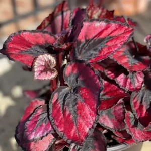 Red Begonia Live Plant 4-7 Inch - Colorful Foliage Houseplant Indoor - Image 3