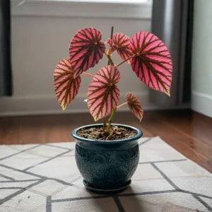 Red Begonia Live Plant 4-7 Inch - Colorful Foliage Houseplant Indoor - Image 4