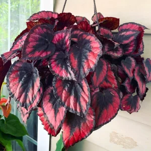 Red Begonia Live Plant 4-7 Inch - Colorful Foliage Houseplant Indoor - Image 5