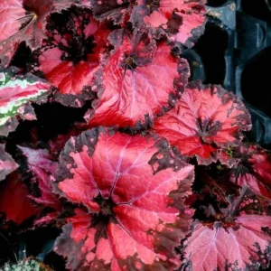 Red Begonia Live Plant 4-7 Inch - Colorful Foliage Houseplant Indoor - Image 6