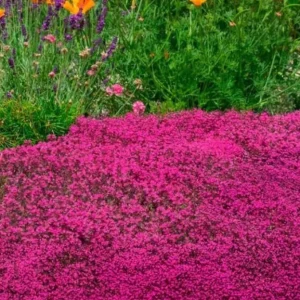 Red Creeping Thyme Seeds - 1000+ Hardy Perennial Ground Cover - Image 2