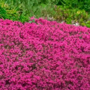 Red Creeping Thyme Seeds - 1000+ Hardy Perennial Ground Cover - Image 3