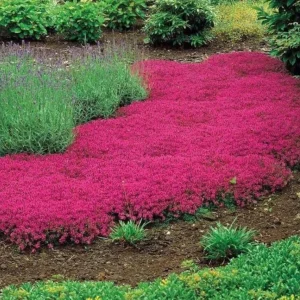 Red Creeping Thyme Seeds - 1000+ Hardy Perennial Ground Cover - Image 1