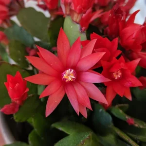 Red Easter Cactus Live Plant 4-6 Inch – Spring Blooming Houseplant, Easy Care Indoor - Image 2