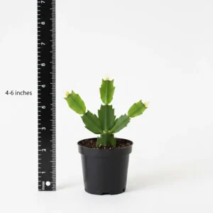 Red Easter Cactus Live Plant 4-6 Inch – Spring Blooming Houseplant, Easy Care Indoor - Image 3