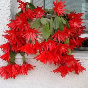 Red Easter Cactus Live Plant 4-6 Inch – Spring Blooming Houseplant, Easy Care Indoor - Image 4