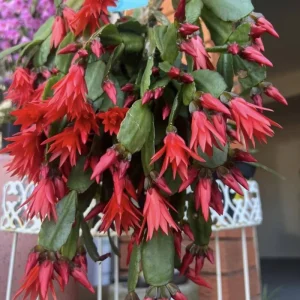 Red Easter Cactus Live Plant 4-6 Inch – Spring Blooming Houseplant, Easy Care Indoor - Image 5