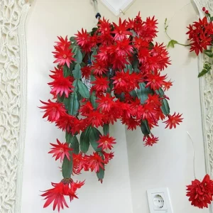 Red Easter Cactus Live Plant 4-6 Inch – Spring Blooming Houseplant, Easy Care Indoor - Image 6