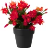 Red Easter Cactus Live Plant 4-6 Inch – Spring Blooming Houseplant, Easy Care Indoor - Image 1