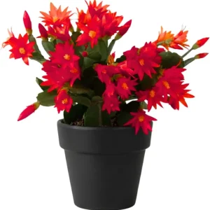Red Easter Cactus Live Plant 4-6 Inch – Spring Blooming Houseplant, Easy Care Indoor - Image 1