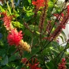 Red Firespike Cardinal's Guard Cuttings - Odontonema Cuspidatum - 4x Live Plant Cuttings - Image 1