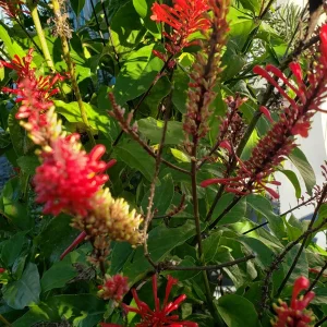 Red Firespike Cardinal's Guard Cuttings - Odontonema Cuspidatum - 4x Live Plant Cuttings - Image 1