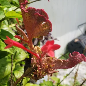 Red Firespike Cardinal's Guard Cuttings - Odontonema Cuspidatum - 4x Live Plant Cuttings - Image 5