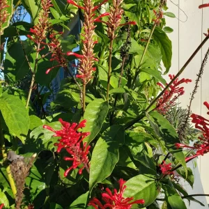 Red Firespike Cardinal's Guard Cuttings - Odontonema Cuspidatum - 4x Live Plant Cuttings - Image 7