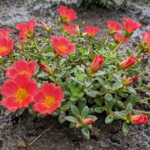 Red Flare Portulaca Live Plants - 2 Pack Moss Rose Succulent, 4-7 Inch, Outdoor - Image 3