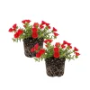 Red Flare Portulaca Live Plants - 2 Pack Moss Rose Succulent, 4-7 Inch, Outdoor - Image 1