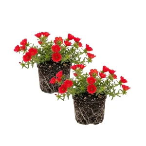 Red Flare Portulaca Live Plants - 2 Pack Moss Rose Succulent, 4-7 Inch, Outdoor - Image 1