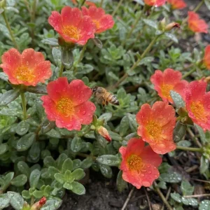 Red Flare Portulaca Live Plants - 2 Pack Moss Rose Succulent, 4-7 Inch, Outdoor - Image 6