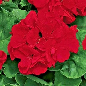 Red Geranium Pelargonium Cuttings - 3 Live 6 inch Unrooted Plants - Image 2