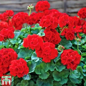 Red Geranium Pelargonium Cuttings - 3 Live 6 inch Unrooted Plants - Image 3