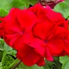 Red Geranium Pelargonium Cuttings - 3 Live 6 inch Unrooted Plants - Image 1