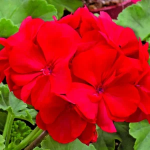 Red Geranium Pelargonium Cuttings - 3 Live 6 inch Unrooted Plants - Image 1