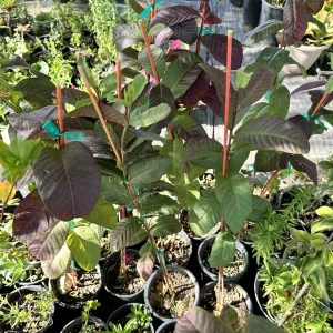 Red Guava Live Plant - Psidium Guajava Fruit Tree 18 inch Tall - Image 2