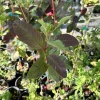 Red Guava Live Plant - Psidium Guajava Fruit Tree 18 inch Tall - Image 1
