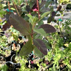 Red Guava Live Plant - Psidium Guajava Fruit Tree 18 inch Tall - Image 1