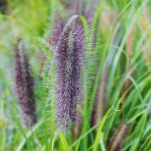 Red Head Fountain Grass Live Plant - Ornamental Perennial Grass - Image 2