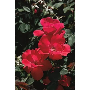 Red Knock Out Rose Bush - 3 Live Unrooted 6